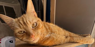 Relaxed orange tabby cat resting with paws stretched out.