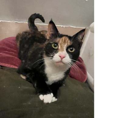 A calico cat with white paws and striking green eyes looks curiously.