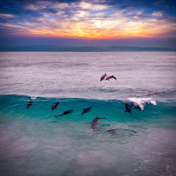 Dolphins jumping and swimming in the ocean at sunset.
