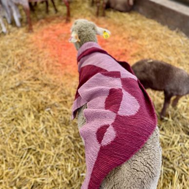 a sheep wears a lac and red scarf