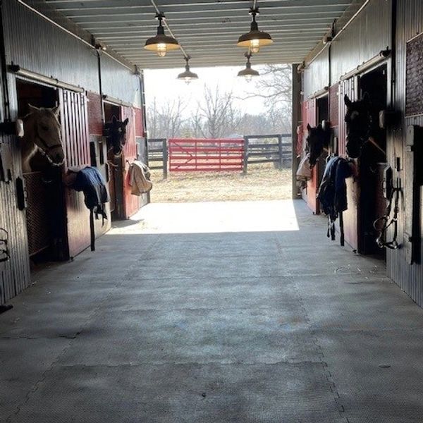 Horses peeking out of their stable doors in a barn.