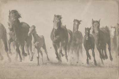 A herd of horses running toward the camera.