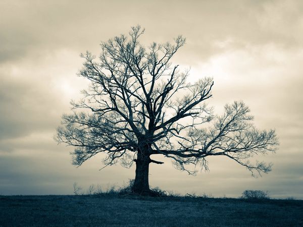 The tree, photography, art, artwork, barry altmark, Alabama 