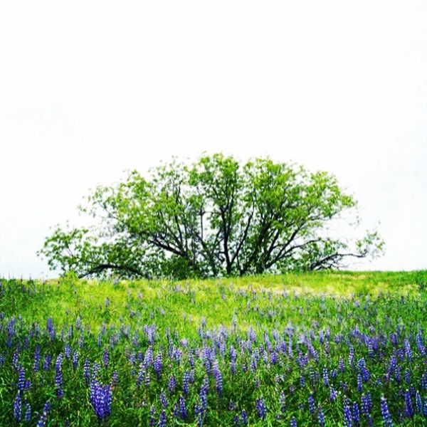 Los Angeles, Woodland Hills, spring, tree, Barry altmark, photography, fine art photography, 