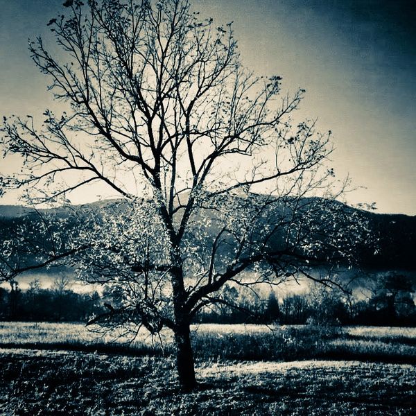 Tree, smoky mountains, cades coves, fog, art, artwork, photography, barry altmark