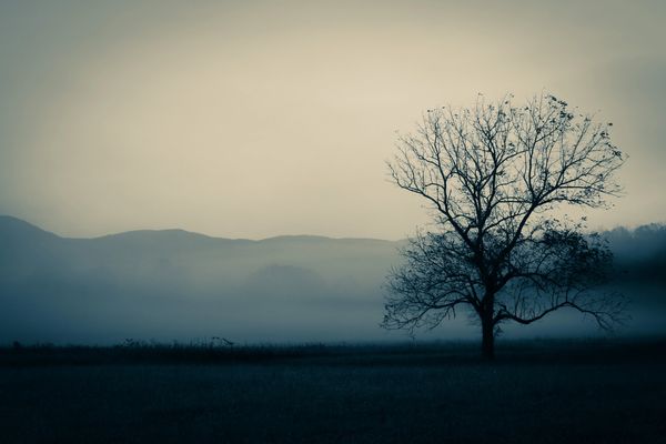 Tree, cades cove, smoky mountains, barry altmark, photography, art, artwork