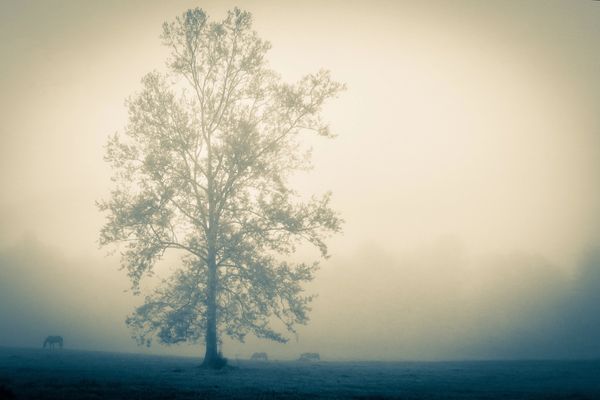 Horses, fog, cades cove, smoky mountains, art, artwork, barry altmark, photography