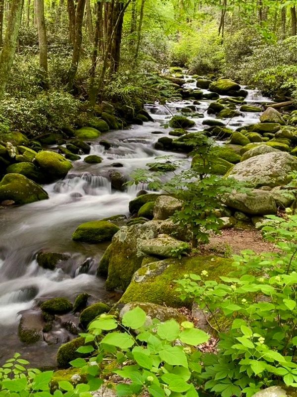 Spring, river, smokies, art, photography, Barry Altmark, little pigeon river 