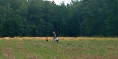 LoveGrown field 2017 farmer partners family hemp row crop fertilizing seedlings organic hemp tea