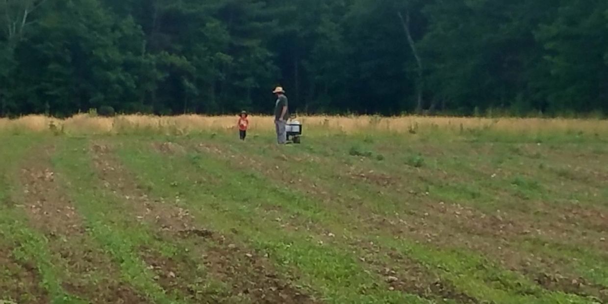 Maine hemp field, hemp crop, June planting, industrial hemp farmers