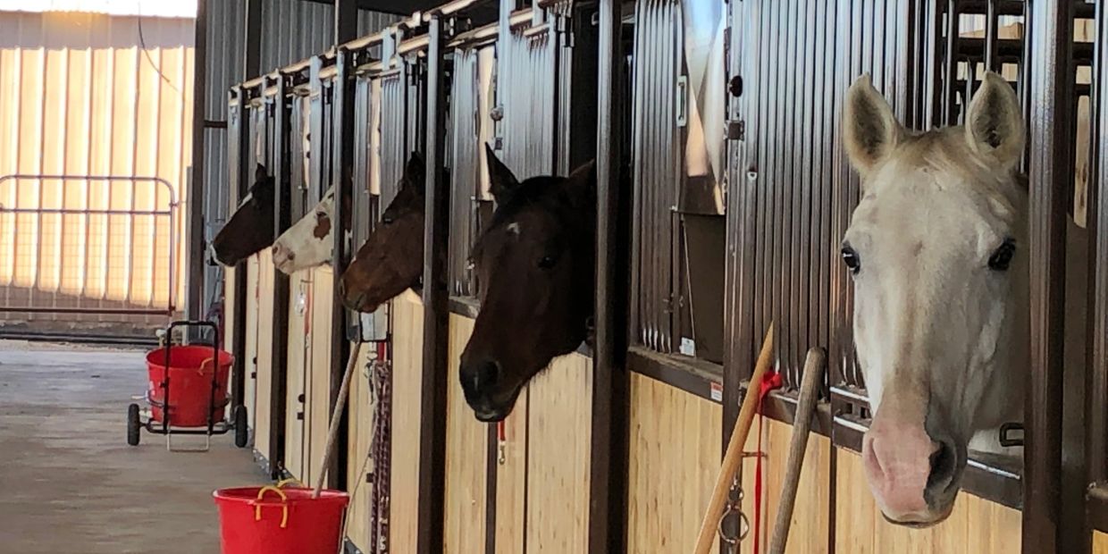 Dove Hill Ranch - Horse Boarding, Horseback Riding