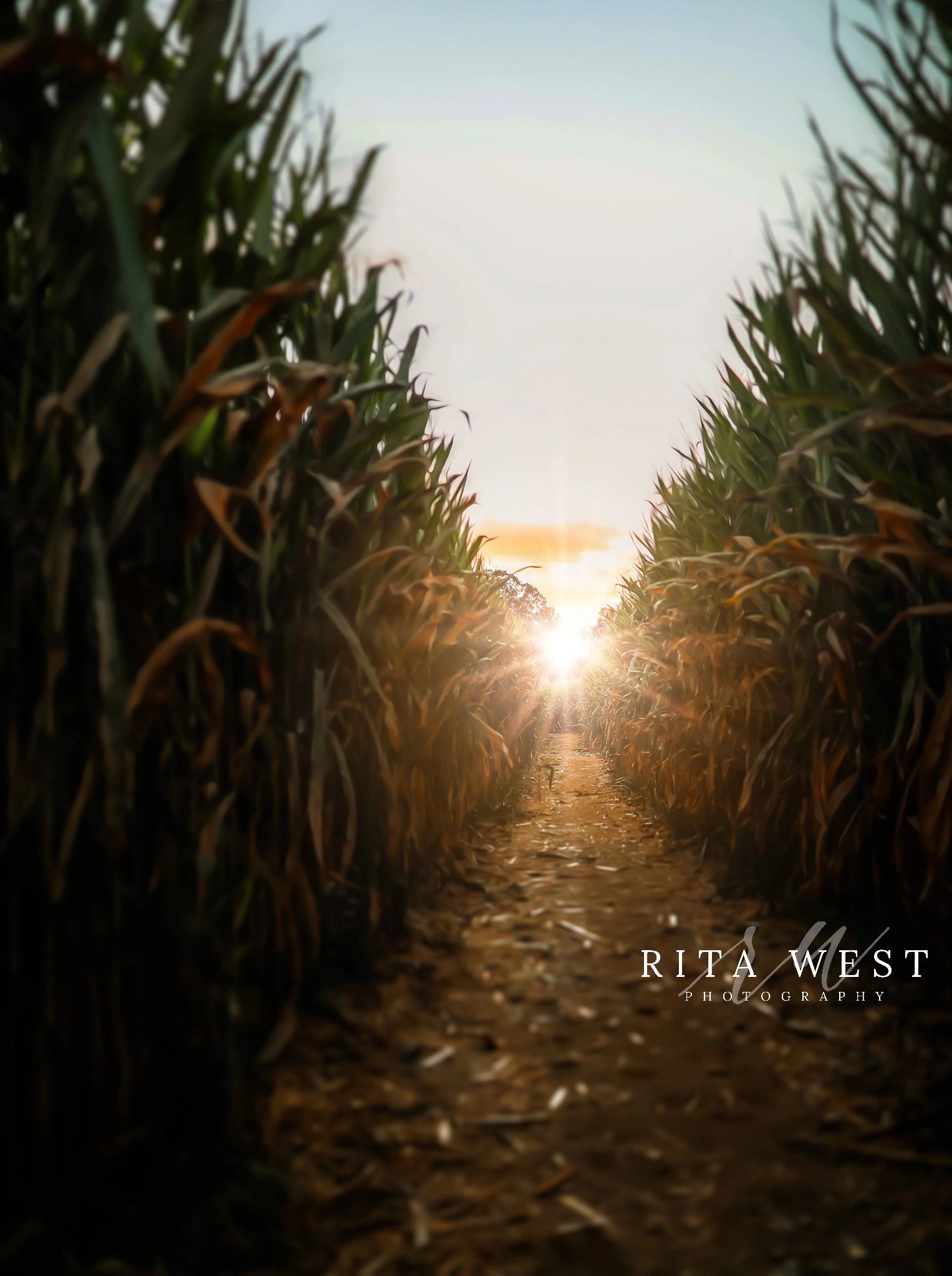 Choose and Cut Christmas Trees Bottoms Christmas Tree Farm