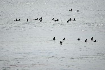 Surfers waiting in the ocean on their boards.
