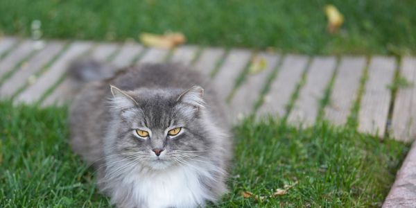 Hazel the neighborhood cat