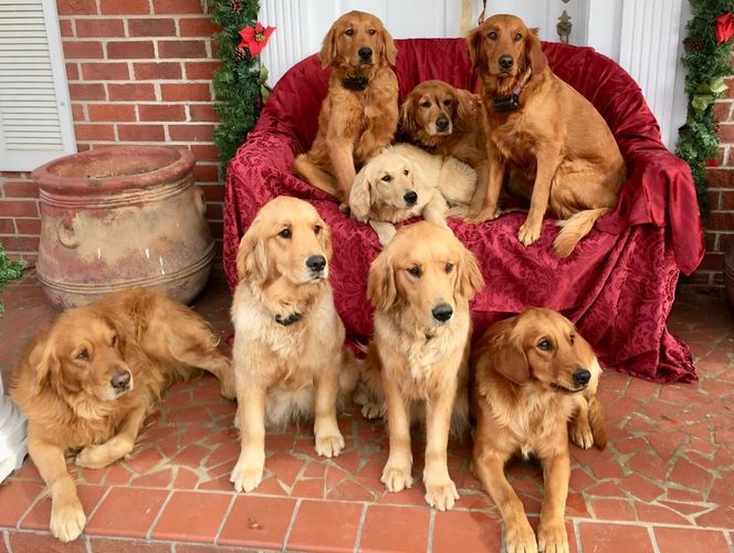 Weaver Dairy Goldens Golden Retriever Puppies Breeder