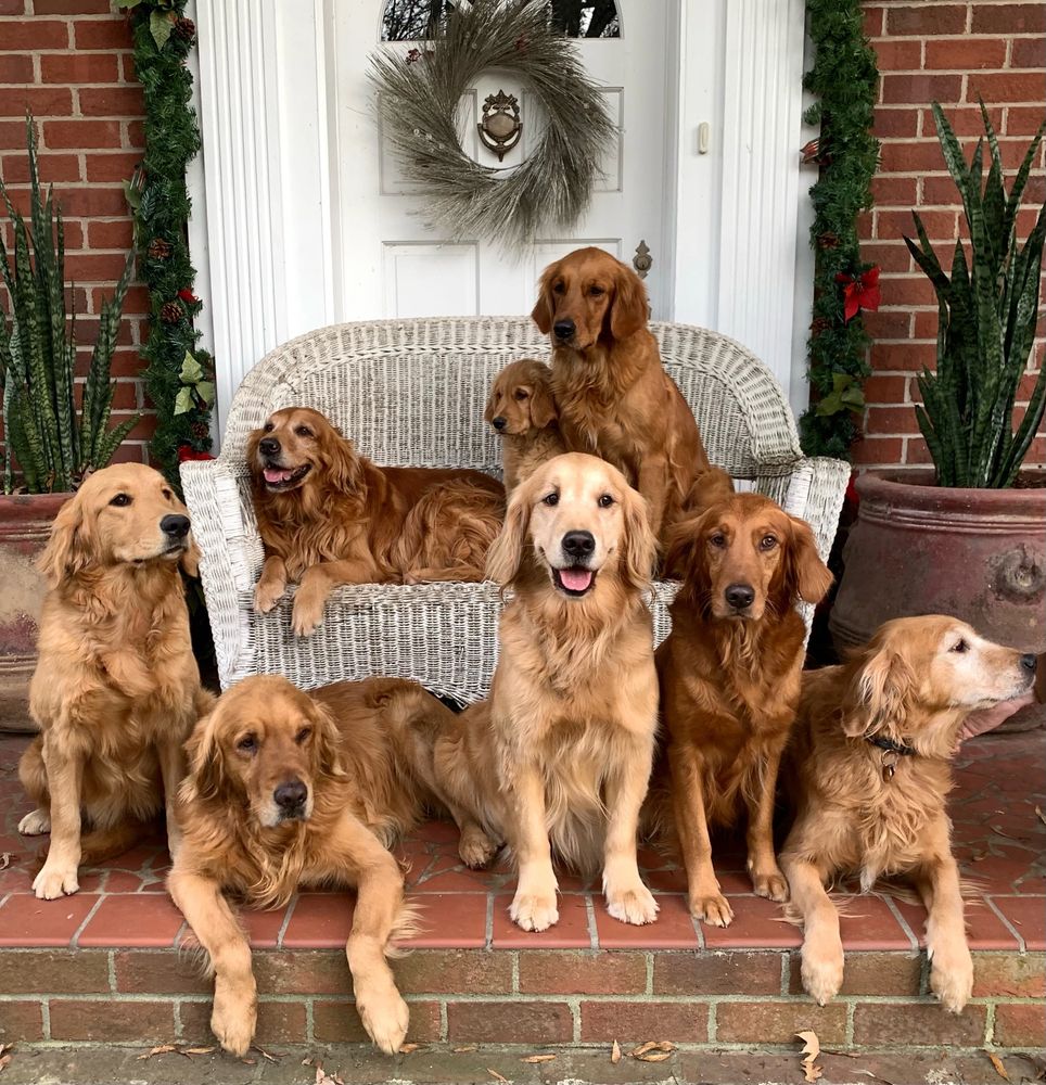 Weaver Dairy Goldens Golden Retriever, Puppies, Breeder