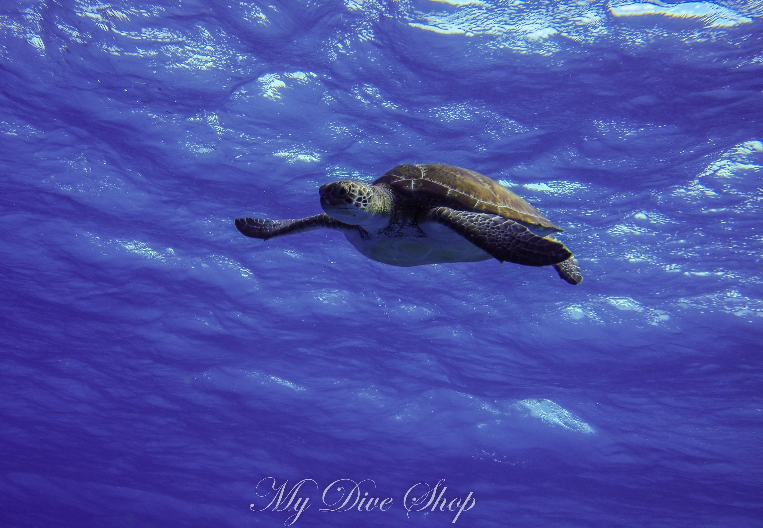 Crystal Clear water and beautiful Turtles