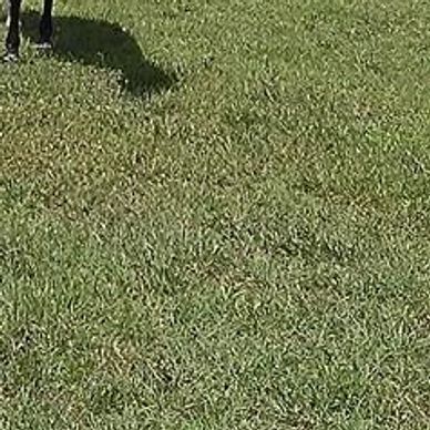 Stella