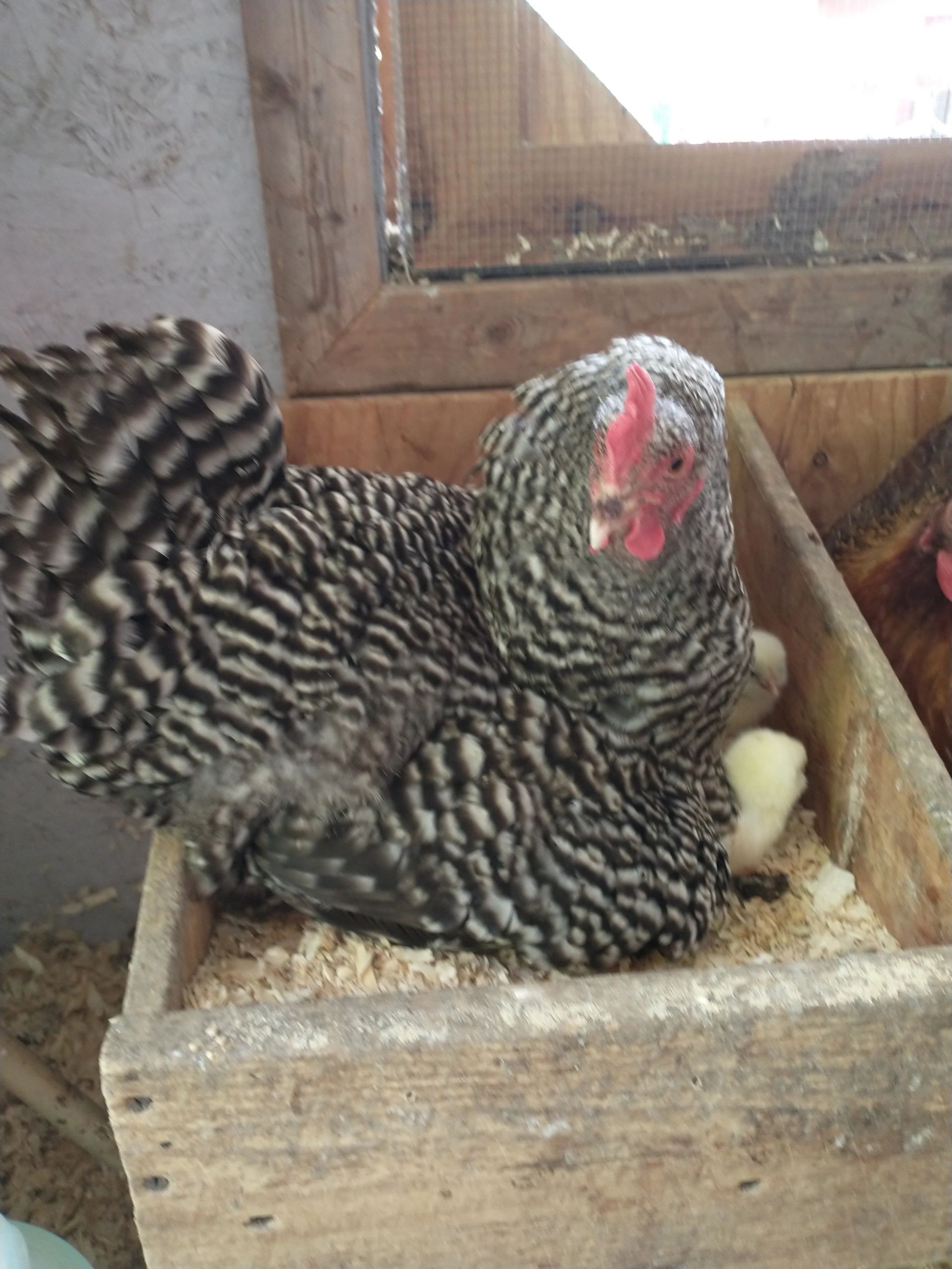 Our broody hen raised six chicks.