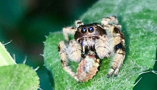Paraphidippus.aurantius Jumping spider hunting and eating food in the wild and natural habitat sitting on a leaf ( natural habitat ).
paraphidippus spider