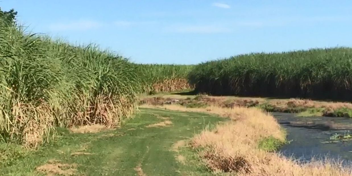 Sugar cane farm at Braemeadows, Queensland.  Farm Business Debt Mediation Act 2017