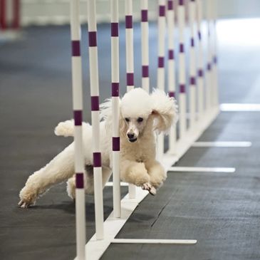 Poodle agility 2025
