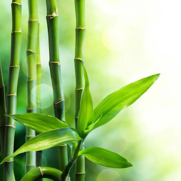 Close-up of green bamboo stalks and leaves.