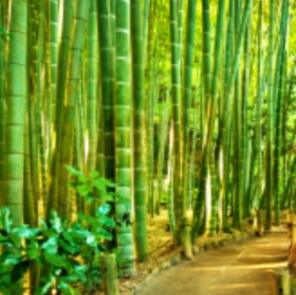 Path through a dense bamboo forest.