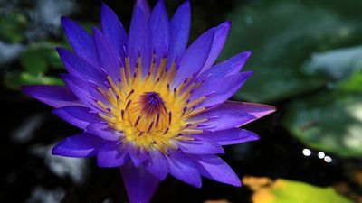 Blue lotus, Nymphaea Caerulea flower. Lily, yellow centre floating on pond. Best lucid dream herbs