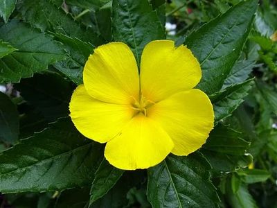 Turnera DIffusa, Damiania flower. Herbal plant, best herb lucid dreaming, enhancing dreams, sleep