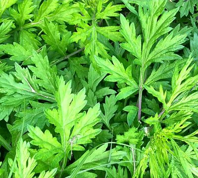 Mugwort plant, artemisia vulgaris, green leaves. Best herb for lucid dreaming, vivid dreams, recall