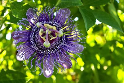 Passion flower, Passiflora Incarnata, Best lucid dream herbs, sleep and dream enhancement, recall.