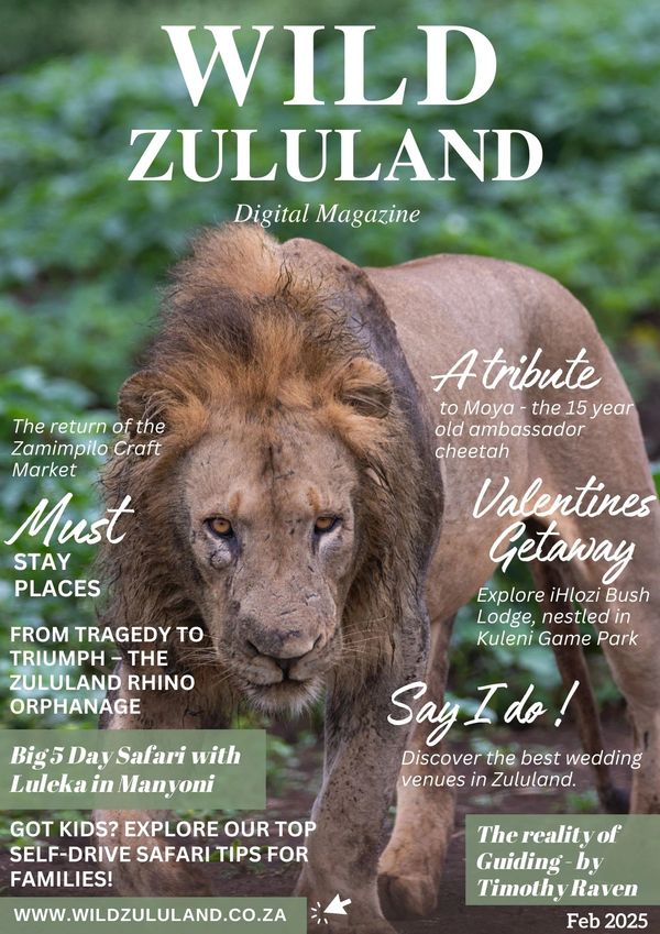Close-up of a majestic lion on the cover of Wild Zululand Digital Magazine.