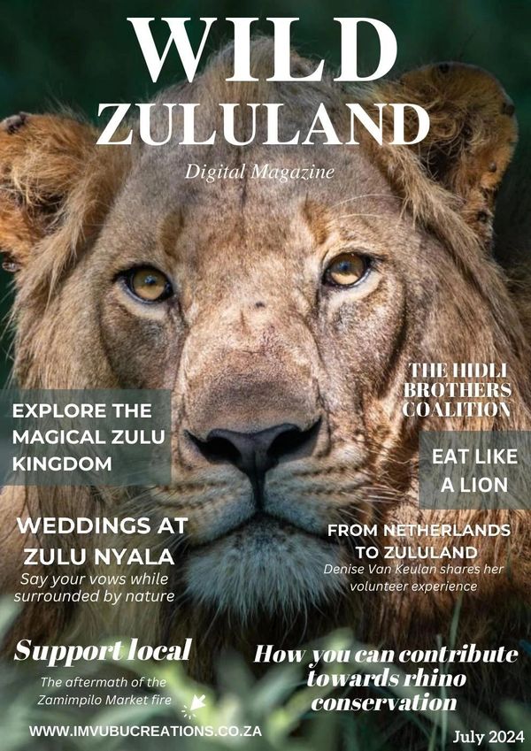 Close-up of a majestic lion on the cover of Wild Zululand Digital Magazine.