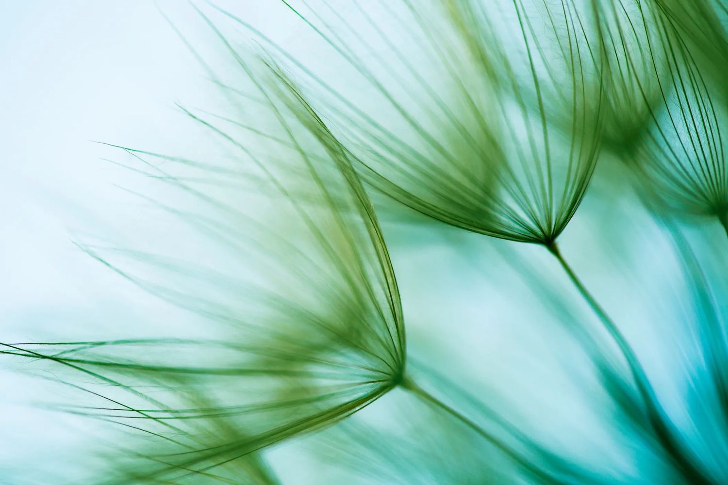 “Truly Heard logo, calming dandelion  promoting emotional support and safe listening sessions.