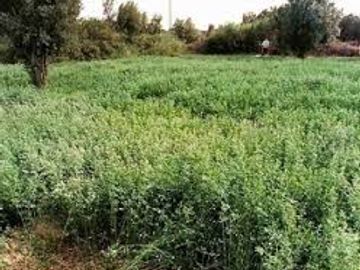 Alfalfa
Lucerne
