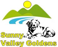 Sunny Valley Goldens @ Pope Farm