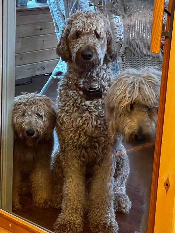 Three curly-haired dogs sitting close together indoors.