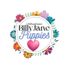 BillyJane Chihuahua Puppies