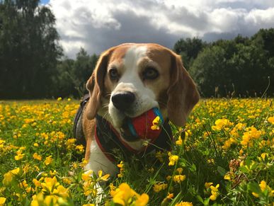 Bailey the beagle loves his ball