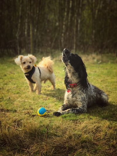 Tink and Sammy enjoying their walk