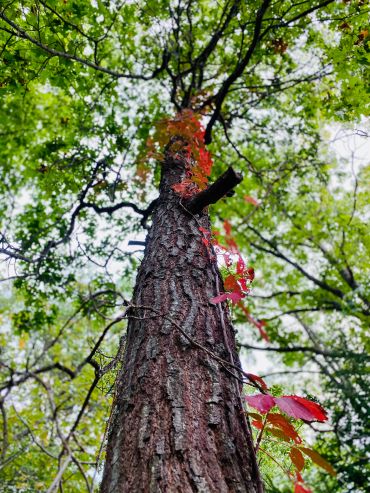 Tree trunk with red and green leaves.