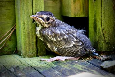 A small bird standing on wooden floor near bamboo.