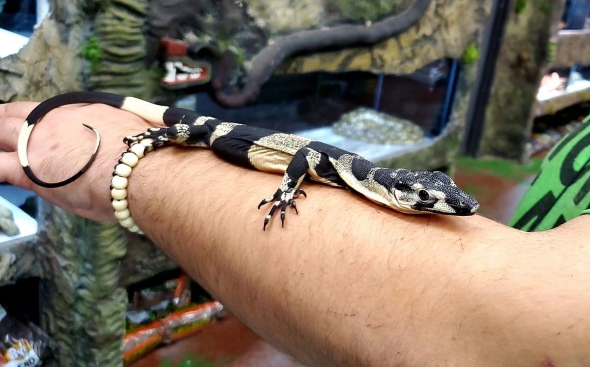 Bells Phase Lace Monitor