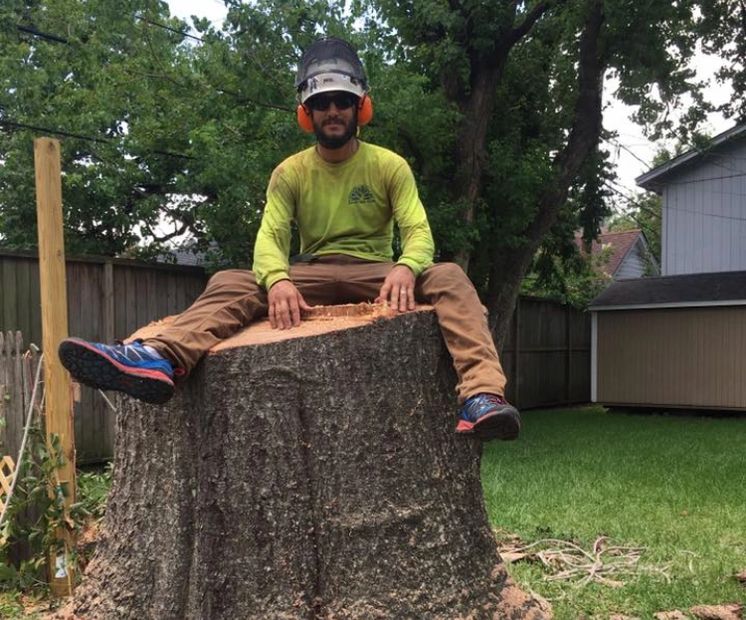 Certified Arborist Chris Hutchinson large tree removal 