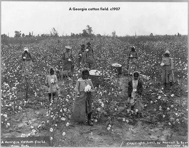 Title
A Georgia cotton field. c1907