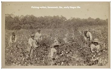 Title: Picking cotton, Savannah, Ga., early Negro life.