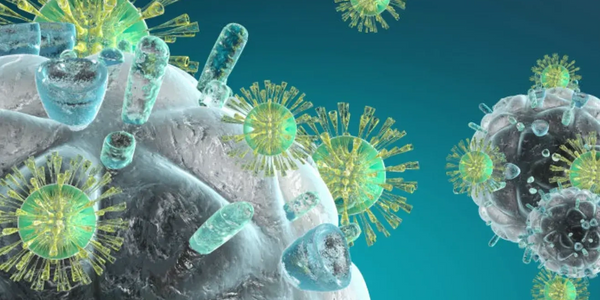 microscopic view of cells in immune system