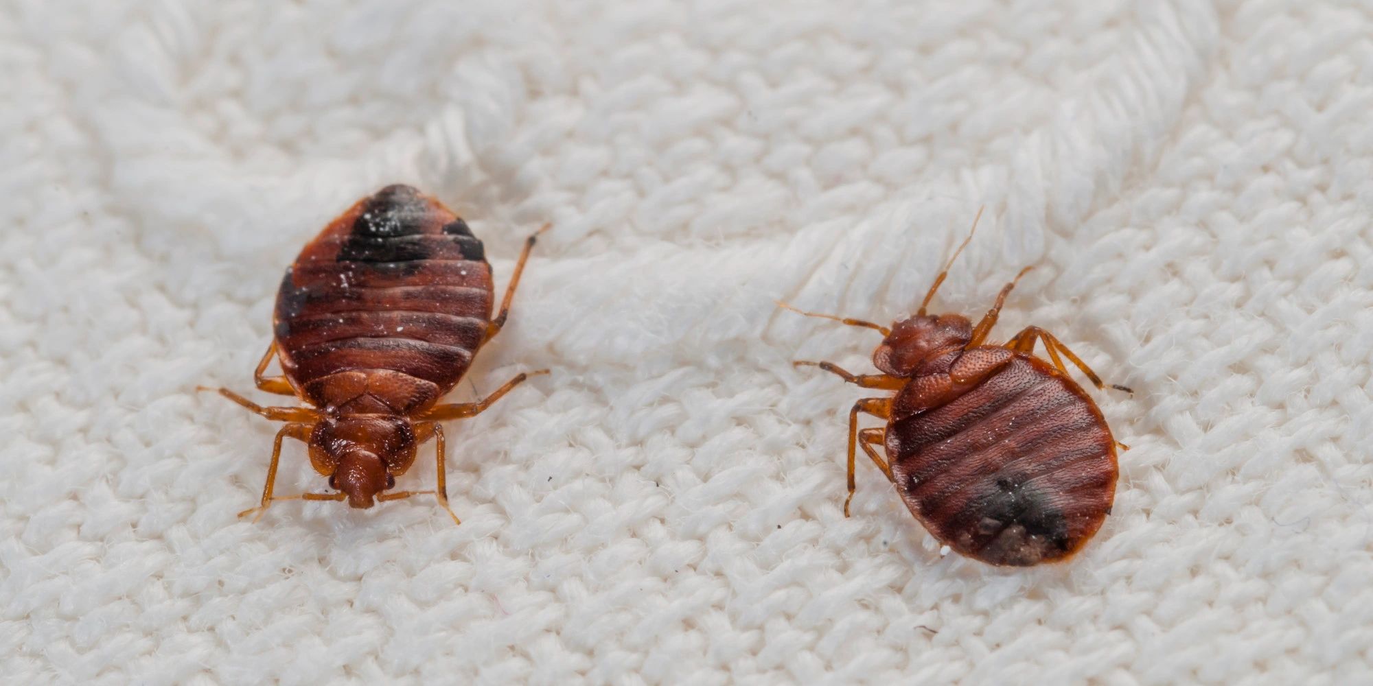 best double sided tape for bed bug best double sided tape for bed bug