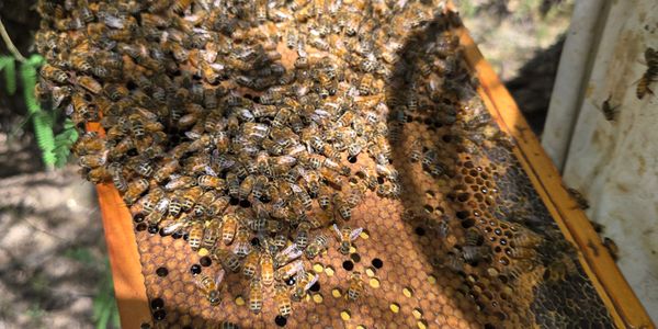 Close-up of honeybees on a honeycomb frame in a beehive.